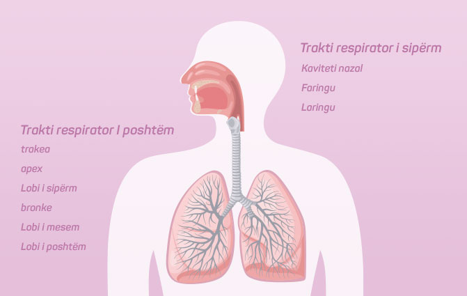 Trakti respirator i sipërm dhe poshtëm